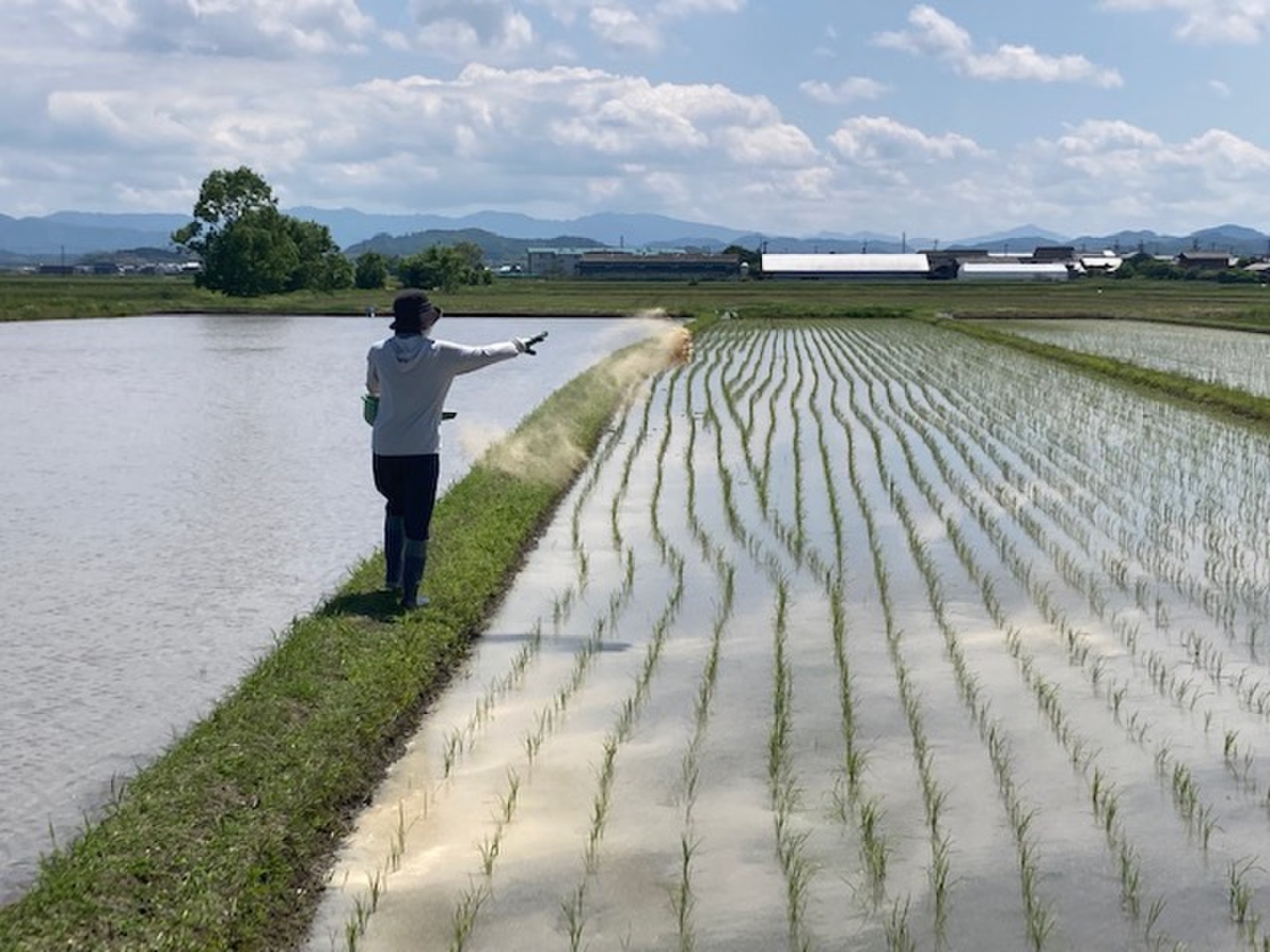 令和4年産】もっちり甘い！三重県松阪産コシヒカリ『タモじぃー