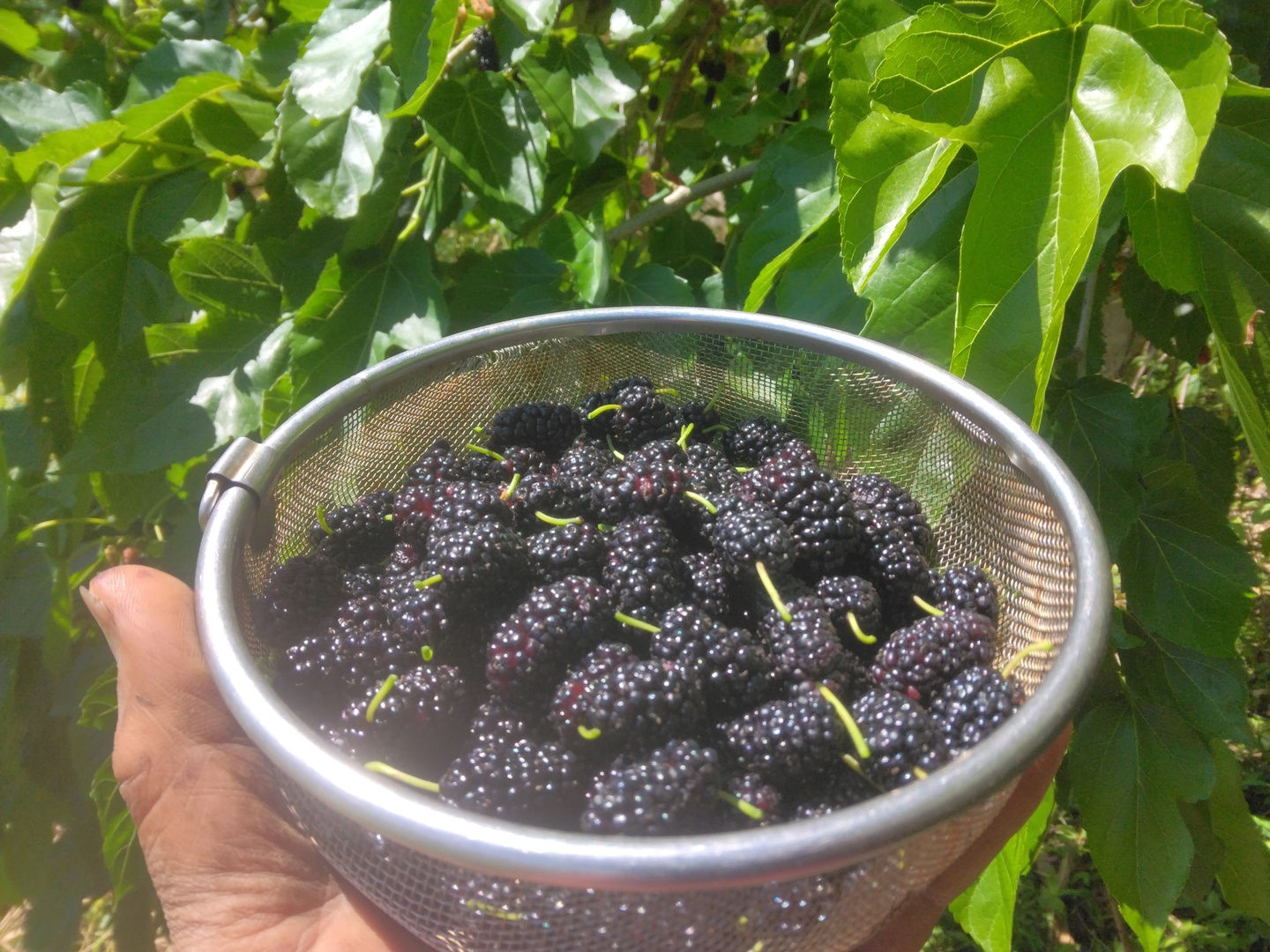 マルベリー　桑の実　天然桑の実　果物　果実 10kg以上 桑の実 （マルベリー）：長野県産のマルベリー｜食べチョク