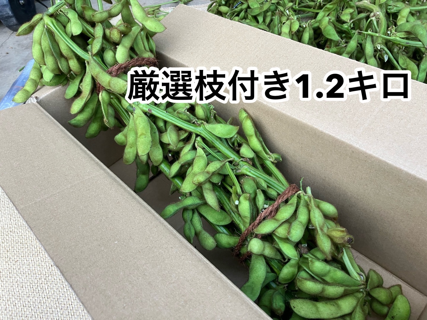 収穫当日発送！鮮度にこだわった京都丹波の黒枝豆 枝付き1.2kg：京都府