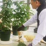 テピア・シード