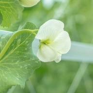 さくらだふぁーむ