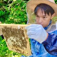 貴重なニホンミツバチの巣蜜 190g：山口県産のはちみつ｜食べ