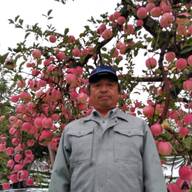 【りんご王国日本一】百年樹齢弘前ブランド