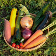 オーガニック　vege