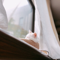 旬のくだもの　福猫屋