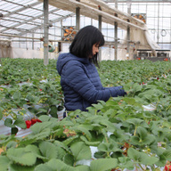 信州駒ヶ根いちご園