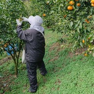 中島みかん農園