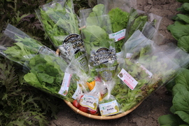 植物性で育てた葉野菜ブランド　有機葉物野菜セット7品×2P　有機JAS