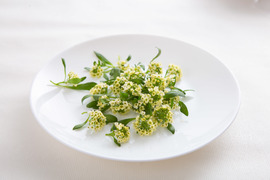 ルッコラに似た味！花も葉も茎も食べれるアリッサム・レモネード