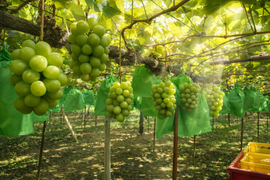 【最高ランク特秀】晴れの国岡山 シャインマスカット大粒1.2kg（600g×2）