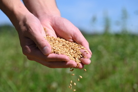 もち麦 キラリモチ 4kg　オーガニック（有機）玄麦 ※要精麦 2023年産