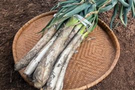 松本一本ネギ 1KG〜