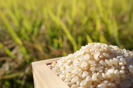 R5年産 特別栽培米ふっくりんこ 玄米5k【ネオニコチノイド不使用】