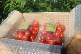 【甘くて芳醇ご褒美ミニトマト】　寒暖差で甘みが凝縮した今が旬！太陽の光をたっぷり浴びて育った高糖度ミニトマトをギフト箱でお届けします！自分へのちょっとしたご褒美、大切な方への贈り物にも！450g×2