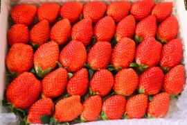 トクトク🍓いちごの宝石箱
朝摘み完熟❤️酵素栽培の
こだわりいちご
【いちご食べ比べ】