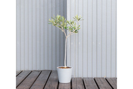 オリーブ 鉢植え 「ハーディーズマンモス」 シンボルツリー 観葉植物 オリーブの木