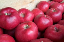 シナノホッペ（約3㎏）9～14玉
希少りんご　甘みが際立っているりんご　
個数が少ないので若干のキズなどを含みバラ詰めでお届け
