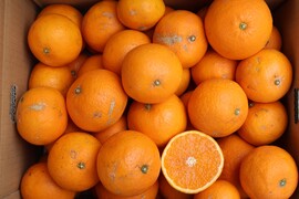 農家直送！きよみオレンジ　小玉の訳あり5kg  【平武農園】〜蛍飛ぶ町から旬の便り〜　和歌山｜有田｜田口｜ギフト