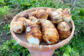 【自然栽培】宮城県産 里芋 さといも 1kg 芋煮や煮物にオススメ♪