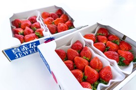 【おいしさ追求】農園ブランド朝採り完熟恋ひめ（300g×4パック）