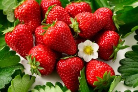 ”完熟いちご 古都華” 8～15粒（270～320ｇ）×2パック　贈答用ギフトケース入り