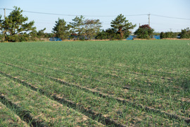 鹿児島県産！砂丘らっきょう！（漬込み用）５㎏