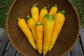 【金美ニンジン1.5㎏】食卓を彩る黄金の甘さ！人参嫌いも克服する美味しさ