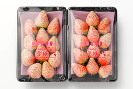 上品な甘さ！長野県産『雪桜』280g×２p