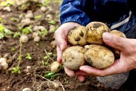 【有機JAS認証】北海道産の元気な土で育ったじゃがいも（10kg）Sサイズ