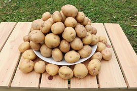 Mサイズ【キタアカリ】3kg/箱　(M=70～120g/粒）