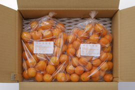 生で丸かじり！糖度16％以上　宮崎・内山金柑園の完熟きんかん（Ｌ・２キロ）