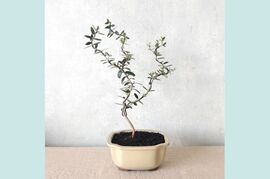 【ギフトにも◎】種から育てた南アルプスのオリーブ盆栽（PS214）
