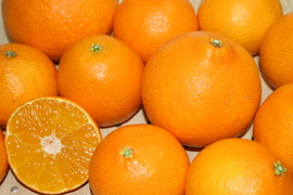 1級　愛媛県産　愛媛果試第２８号　Ｍ〜３Ｌサイズ　８〜１５個　 贈答用　お歳暮　プレゼントに