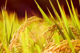 特別栽培米　新潟県産コシヒカリ　令和５年産　玄米５㎏