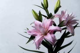 【母の日ギフト】■ダイアンサ3本束❤英字新聞仕様❤大人気品種