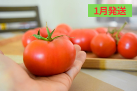 【先行予約10%割】【訳あり】冬春トマト生産量日本一の熊本県八代市産規格外トマト4kg《11月末で受付終了》ご購入していただきました順に「2024年1月」に順次発送いたします。