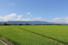 令和7年【つや姫　玄米5kg】15年連続特A　特別栽培米　山形置賜飯豊