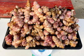 【順次発送！】紅きくいも 菊芋 栽培中農薬不使用 宮城県産10kg