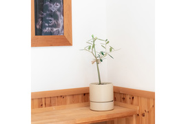 オリーブ 鉢植え 「ルッカ」 シンボルツリー 観葉植物　【母の日ギフト】