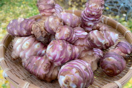 【順次発送！】紅きくいも 菊芋 栽培中農薬不使用 宮城県産10kg