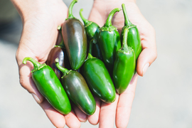 メキシコ系とうがらし🇲🇽🌶ハラペーニョ（100g）