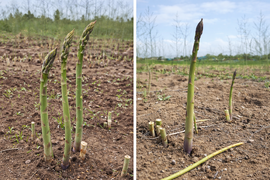 甘みたっぷり！旬の露地グリーンアスパラ（M～2L混）800ｇ【北海道共和町産】
