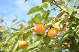 【訳あり】柿の王様、樹上完熟のあまーい富有柿4㎏(16〜20個)