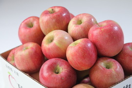 『訳あり りんご』サンふじ　りんご　10kg