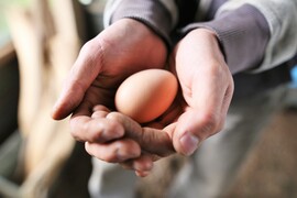 【自然卵】超薄飼い！発酵利用の自然卵(20個)