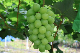 【無添加】お試しください！農家が作った味の濃い『シャインマスカット』のドライフルーツ　1袋　(20g×4袋入)