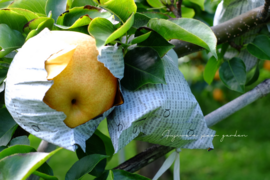 【豊里】5kg  大分県オリジナル品種＊品格ある爽やかさ＊おしゃれなマダムの風味＊希少品種＊高級大玉品種＊庄内甘熟梨＊女性に人気　7~12玉【ご贈答】【ギフト】11月上旬頃〜発送