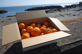 【甘いけど傷もの。訳あって家庭用】びわ屋のポンカン（千々ポンカン）5㎏でお届け