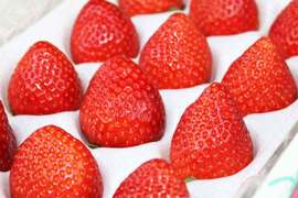 (1P)約280g【いちご・とちあいか】安心新パッケージ★甘さ増量●栃木県産いちご●お届け日指定可