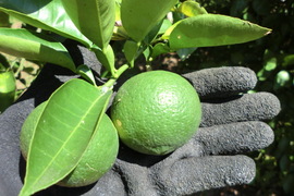 【希少種】 種なしカボス　農薬不使用　2キロ　寒い季節にクエン酸ビタミンたっぷり果汁